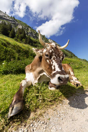 A beautiful dairy cow taking a break from grazing simply lying in the grass next to a hiking path in Switzerland.の写真素材