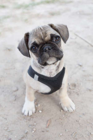 French bulldog and pug mixed breed puppy looking curiously at the cameraの写真素材