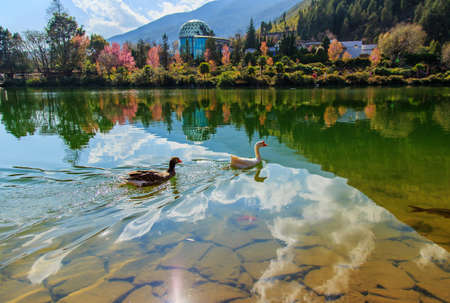 Geese swim freely