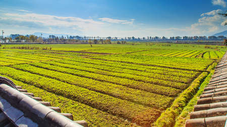 Pleasant climate Daliの写真素材