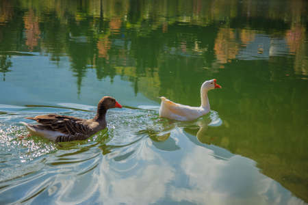 Geese swim in the lakeの写真素材