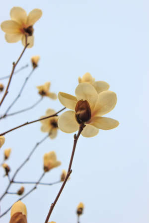 Long face like a flowerの写真素材