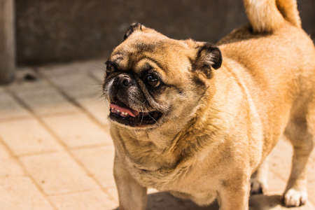 Bulldogの写真素材