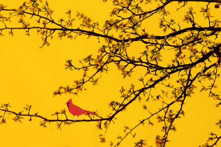 Red bird sing on the branchesの写真素材