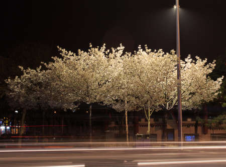 Cherry trees illuminated at night under street lampsのeditorial素材