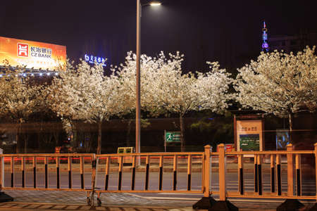 Night in the street illuminated cherry treeのeditorial素材