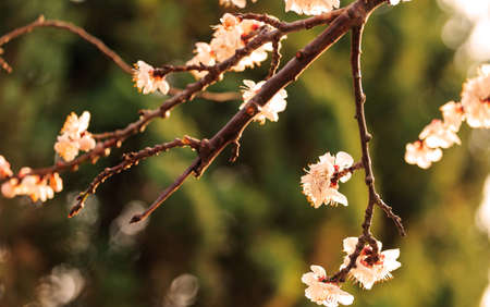 Flowers bloomingの写真素材