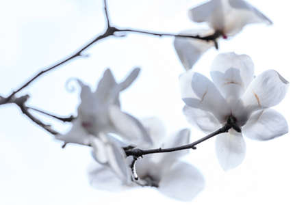 a transparent effect for flowerの写真素材