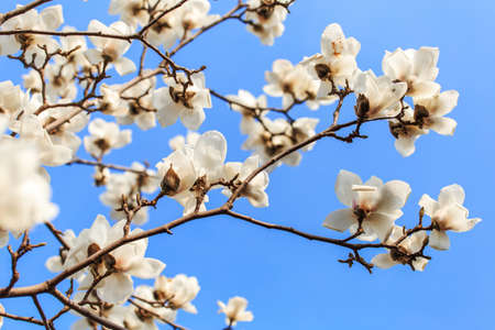 blooming flowers