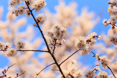 Flowers on the branches of different posture