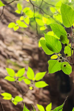 Cliffs grow leavesの写真素材