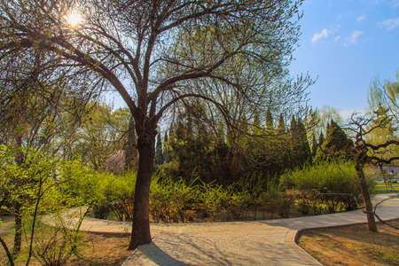 Beautiful trees of the parkの写真素材