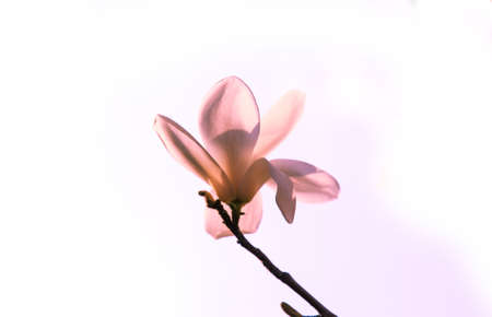 beautiful flowerの写真素材