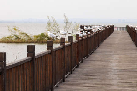 Group of seagull on the bridgeの写真素材