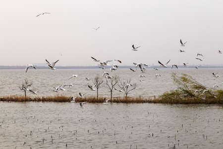 group of birds flyingの写真素材