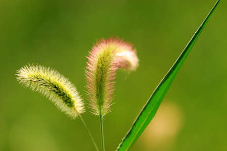 Pretty foxtailの写真素材