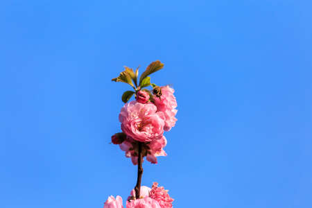Bees on the flowers