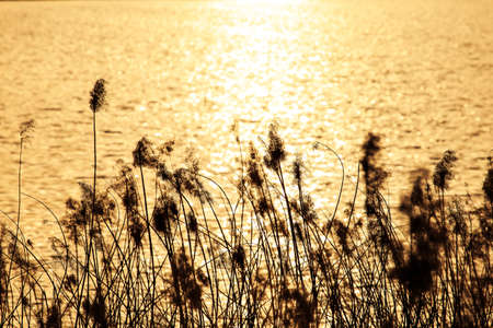 River reedsの写真素材