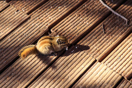 squirrelの写真素材