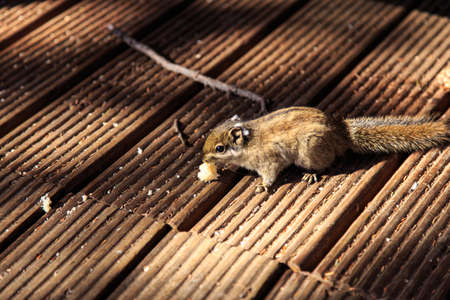 Forest Park squirrelの写真素材