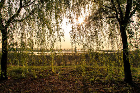 Illuminated by the setting sun willowの写真素材