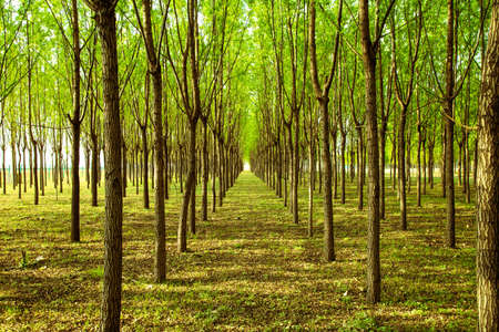 Dense woodsの写真素材