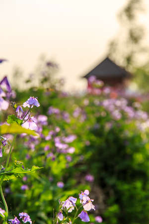 Chalet surrounded by flowersの写真素材