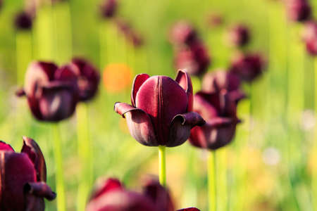 Black Tulipの写真素材