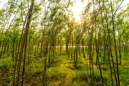 Trees under the sunの写真素材