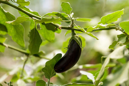 The greenhouse cultivation of eggplantの写真素材