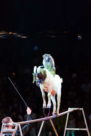 Monkey riding a goatのeditorial素材