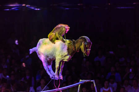 Monkey riding a goatの写真素材