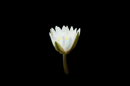 Blooming water liliesの写真素材
