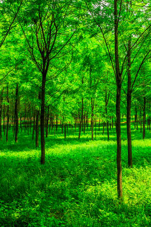 Trees in the woodsの写真素材