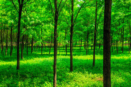 Trees in the woodsの写真素材