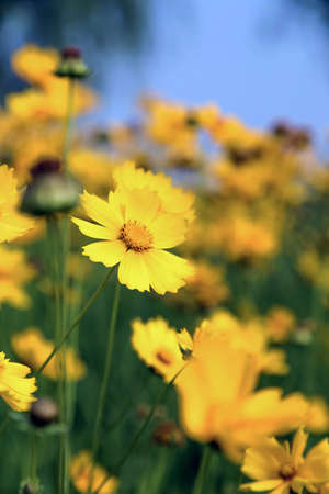 Flowers bloomingの写真素材