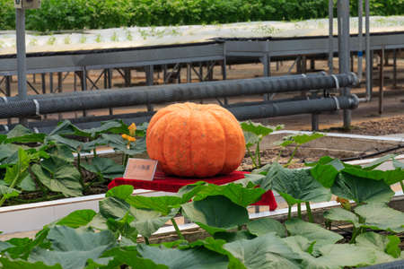 large pumpkinの写真素材