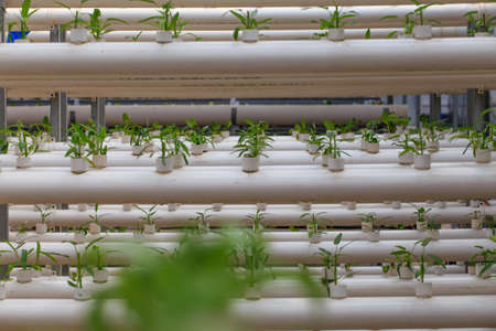 vegetables plantationの写真素材