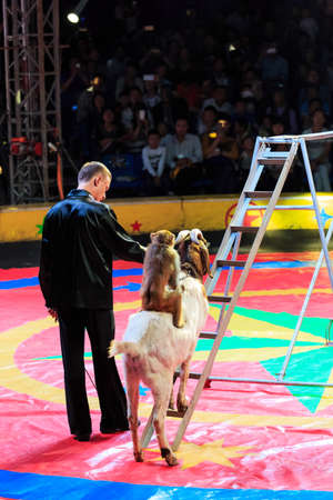 Circus staff guide the monkey riding a goat in the showのeditorial素材
