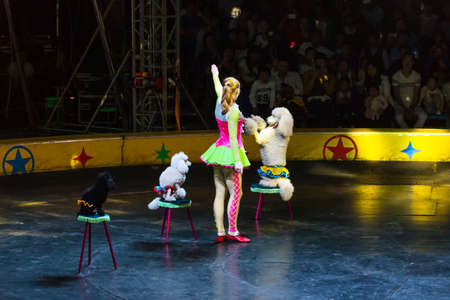 Beautiful lady and dog in the performanceのeditorial素材