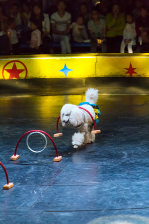 Dog in the circus performanceのeditorial素材