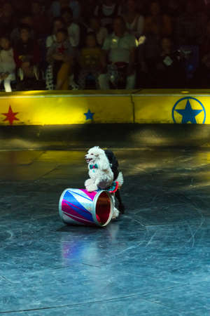 Two dogs performing in the showのeditorial素材