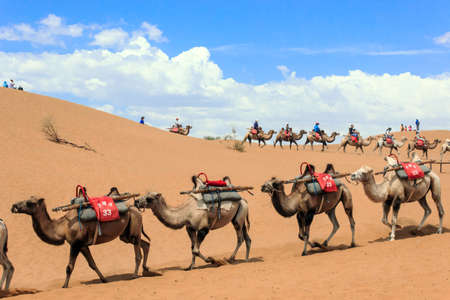 Camels in the desert is the main means of transportのeditorial素材