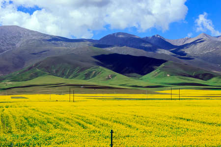 canola flower filedの写真素材