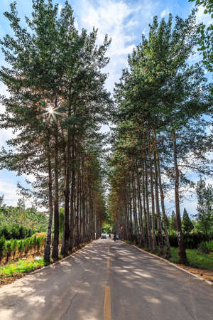  tall straight trees on both sides of the road