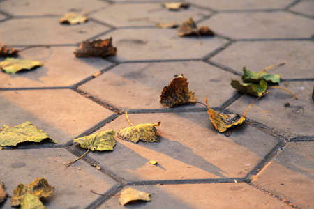 Falling on the ground in the fall leavesの写真素材