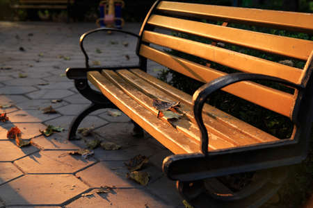 Autumn park bench surrounded by leavesの写真素材