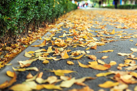 Falling on the ground in the fall leavesの写真素材