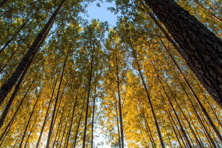 Tall and straight treesの写真素材