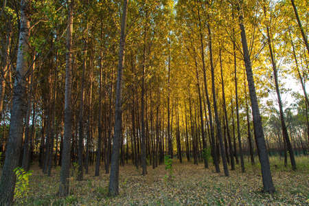 Autumn afternoon in the Woodsの写真素材